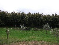 vittello-20100924 006